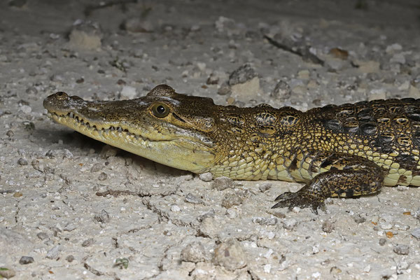 Mexican Crocodile (Crocodylus moreletii)