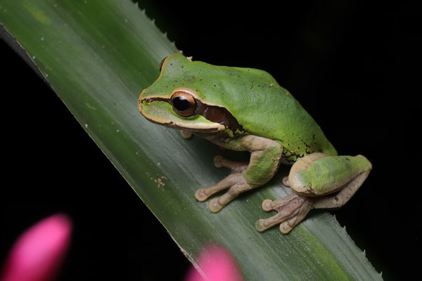 Blue-spotted Mexican Treefrog (Smilisca cyanosticta)