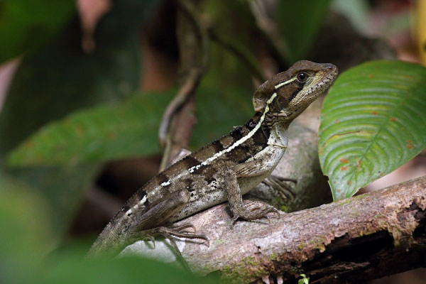 Brown Basilisk (Basiliscus vittatus)