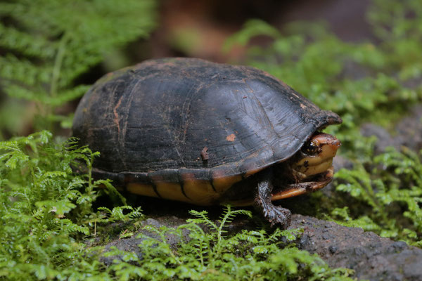 White-lipped Mud Turtle (Kinosternon leucostomum)