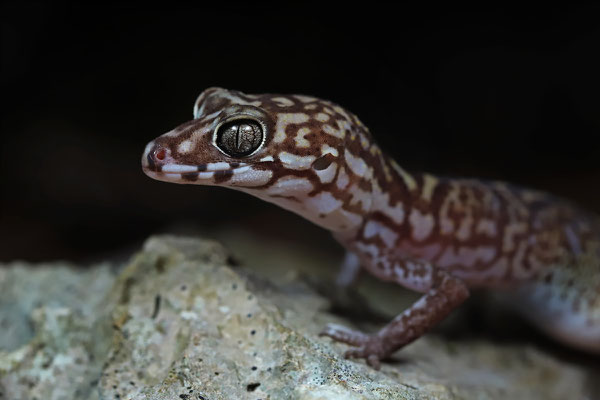 Yucatan Banded Gecko (Coleonyx elegans)