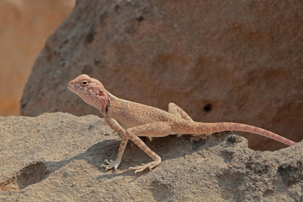Dhofar Rock Agama (Pseudotrapelus dhofarensis)