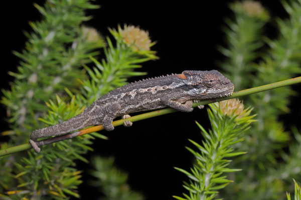 Swartberg Dwarf Chameleon (Bradypodion atromontanum)