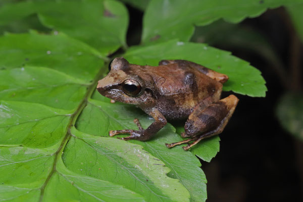 Golden-spotted Rain Frog (Pristimantis cruentus)