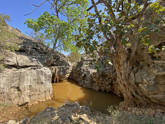 Unexpected waterhole on the otherwise dry plateau. 