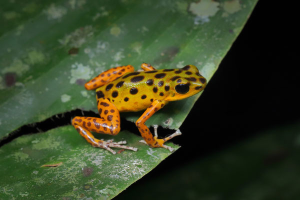 Strawberry Poison Dart Frog (Oophaga pumilio) "Colon"