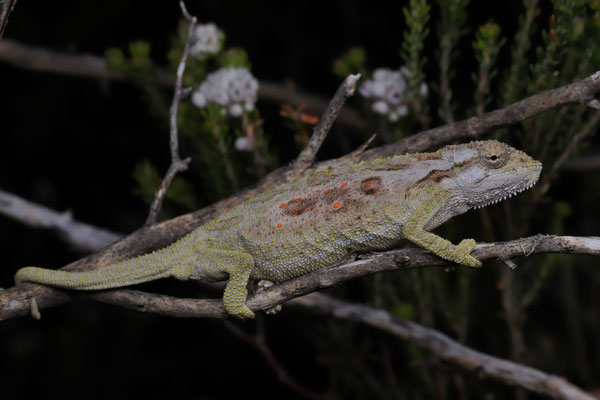 Baviaanskloof Dwarf Chameleon (Bradypodion baviaanense) 