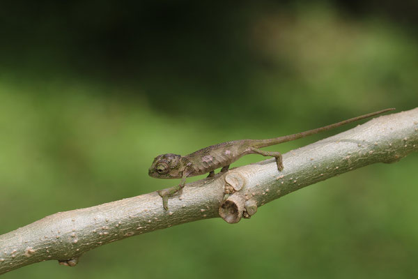 Rwenzori Plate-nosed Chameleon (Kinyongia xenorhina) juvenile © Jelmer Groen