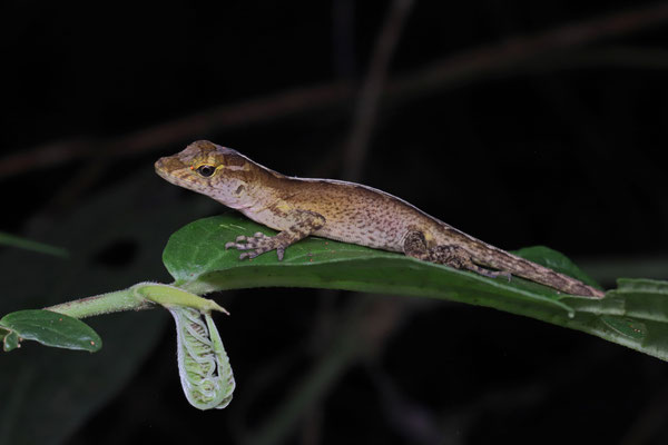 Coban Anole (Anolis cobanensis)