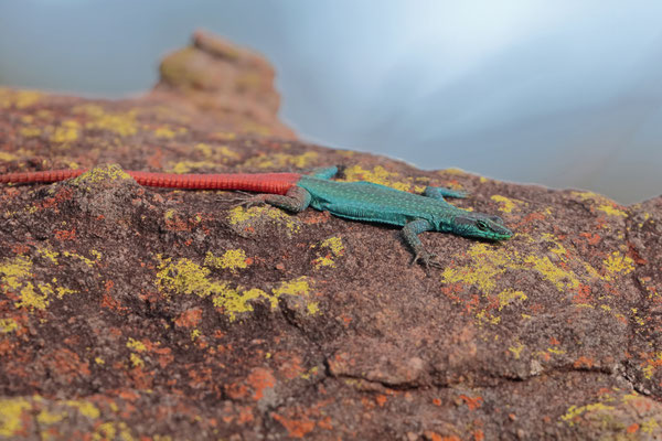 Sekhukhune Flat Lizard (Platysaurus orientalis) male