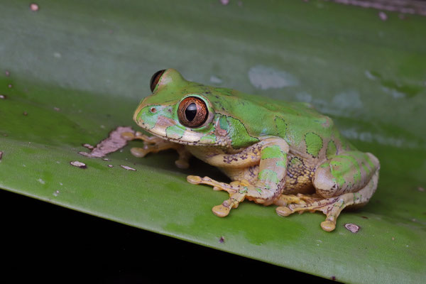 Natal Tree Frog (Leptopelis natalensis)