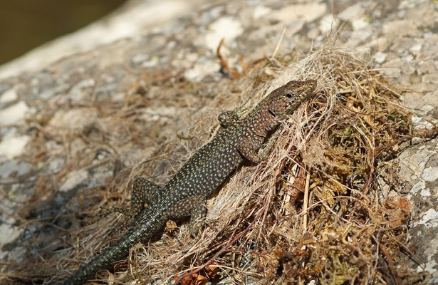 Tyrrhenian Rock Lizard (Archaeolacerta bedriagae)