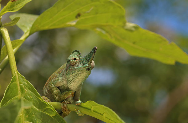 Rwenzori Plate-nosed Chameleon (Kinyongia xenorhina) is a species found in dense vegetation.