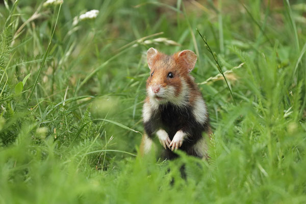 European Hamster (Cricetus cricetus)