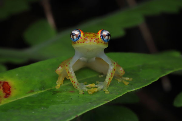 Tasymena Bright-eyed Frog (Boophis tasymena) 