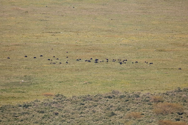Buffalos (Syncerus caffer) grazing on the planes below.