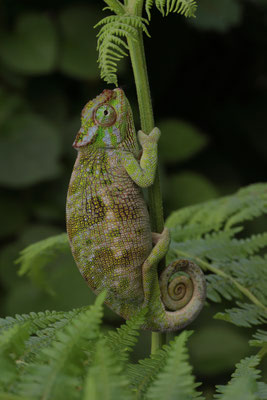 Kilimanjaro Two-horned Chameleon (Kinyongia tavetana) female