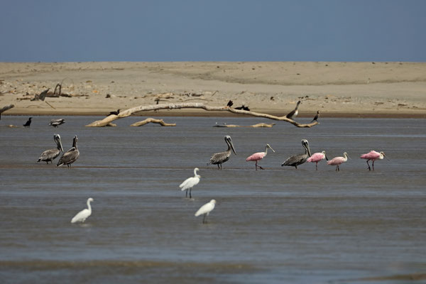 Roseate Spoonbills (Platalea ajaja), Brown Pelicans (Pelecanus occidentalis), Neotropic Cormorants (Nannopterum brasilianum) and Snowy Egrets (Egretta thula) foraging.