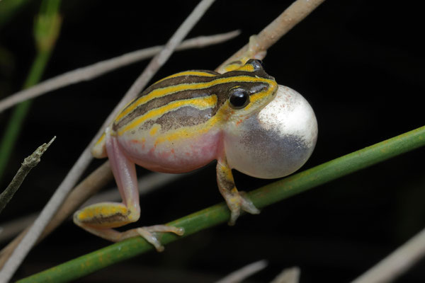 Marbled Reed Frog (Hyperolius marmoratus)