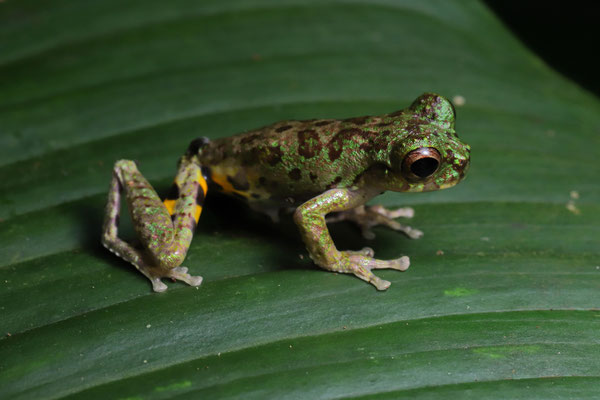 Mottled Short-snouted Tree Frog (Isthmohyla lancasteri) male
