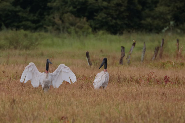 Jabiru (Jabiru mycteria) 