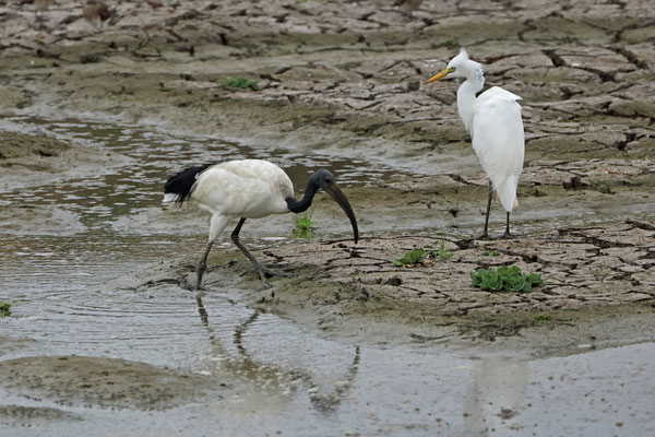 Sacred Ibis (Threskiornis aethiopicus) and White Egret (Ardea alba) foraging