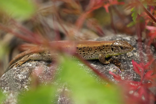 Female Sand Lizard (Lacerta agilis) erythronotus colouration morph