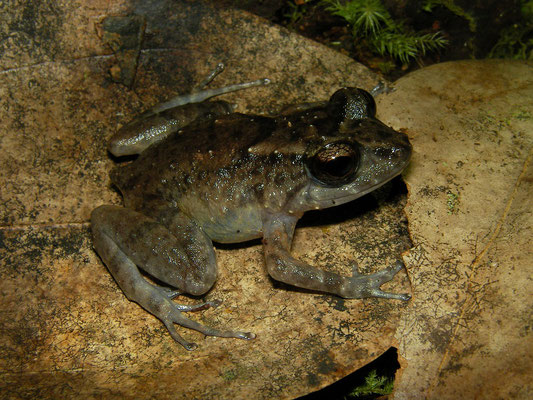 Dark coloured Thomasset's Frog (Sooglossus thomasseti)