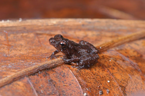 Possibly an undescribed species of Diasporus.