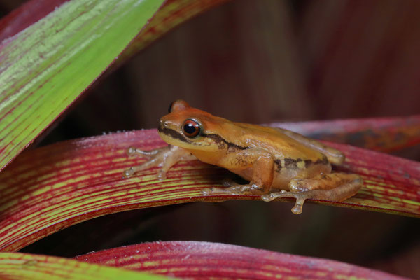 Moustache Bromeliad Tree Frog (Isthmohyla picadoi)