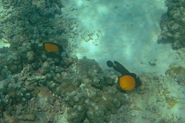 Arabian Butterfly Fish (Chaetodon melapterus)
