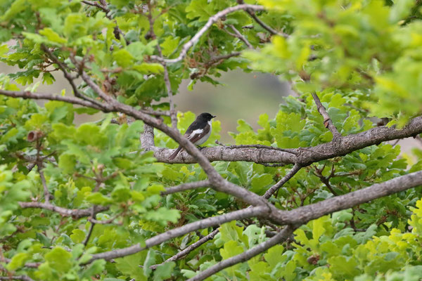 European Pied Flycatcher (Ficedula hypoleuca)