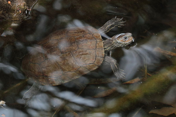 Balkan Terrapin (Mauremys rivulata) 