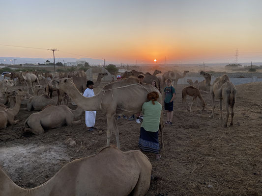 Camel milking under the rising sun.