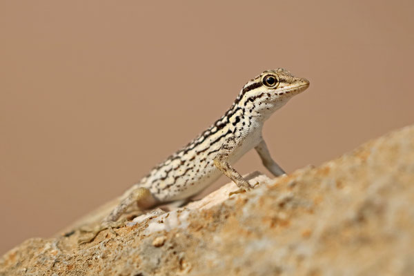 A very photogenic Socotra Rock Gecko (Pristurus sokotranus)