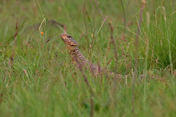 Giant Girdled Lizard (Smaug giganteus)