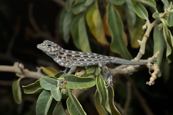 Blanford's Rock Gecko (Pristurus insignis) can sometimes be found in vegetation.