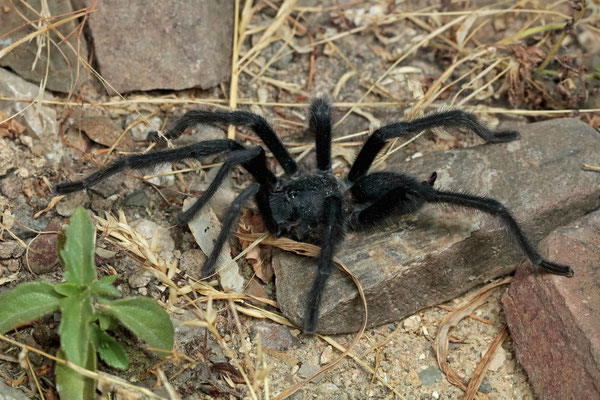 Dhofar Black Tarantula (Satyrex ferox) male, formerly known as Monocentropus longimanus.