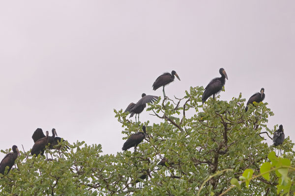 African Openbill Storks (Anastomus lamelligerus)