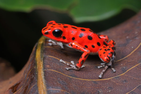 Strawberry Poison Dart Frog (Oophaga pumilio) "Bastimentos"