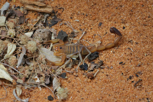 Scorpion (Teruelius olgae)