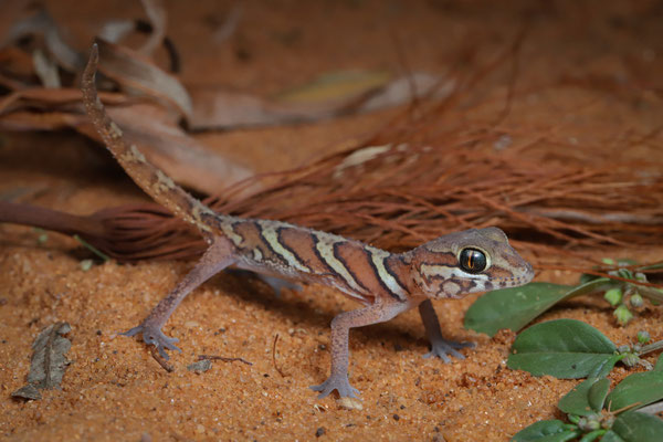 Madagascar Ground Gecko (Paroedura picta)