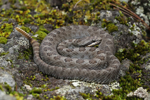 Mexican Smallheaded Rattlesnake (Crotalus intermedius) 