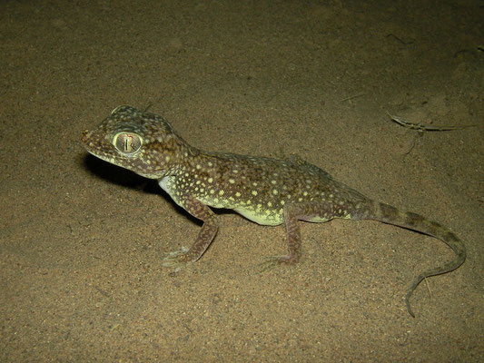 Middle Eastern Short-fingered Gecko (Stenodactylus doriae)
