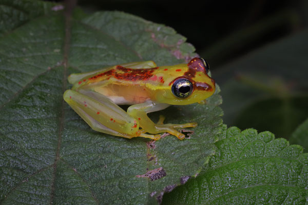 Bott's Bright-eyed Frog (Boophis bottae) 