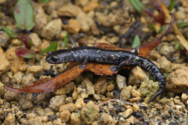 Red-legged False Brook Salamander (Aquiloeurycea cephalica) 