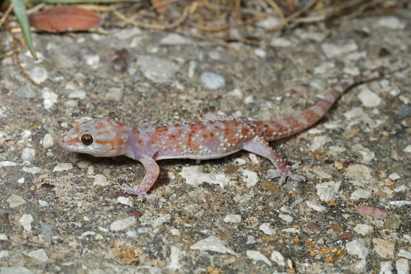 Turkish Gecko (Hemidactylus turcicus)