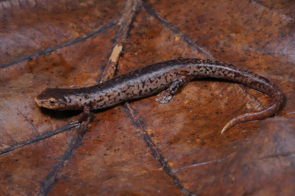 Cocle Webfoot Salamander (Bolitoglossa schizodactyla)