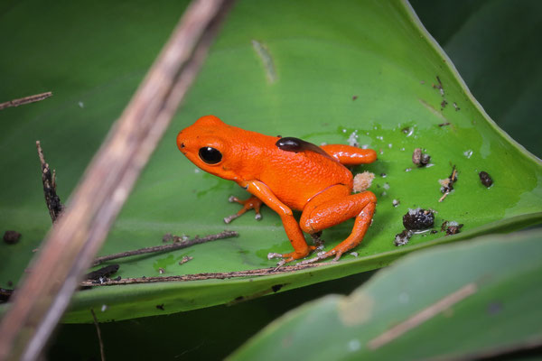 Strawberry Poison Dart Frog (Oophaga pumilio) "Solarte"