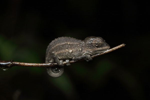 Side-striped Chameleon (Trioceros bitaeniatus) juvenile
